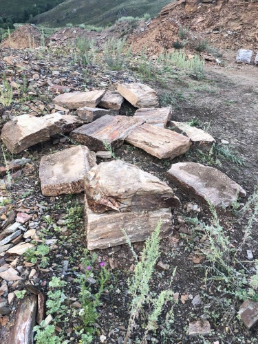 Плитняк кора дерева 50-100мм для пошаговых дорожек купить в Пыть-Яхе